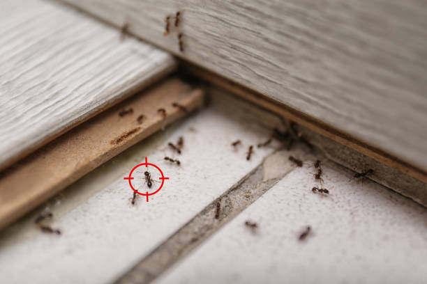 Best Insect Control  in Atwood, TN