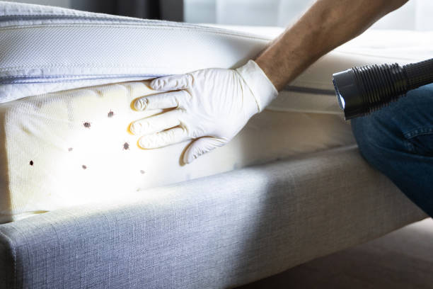 Best Emergency Pest Control  in Atwood, TN